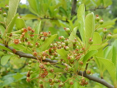Pyracantha fortuneana