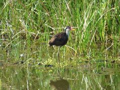 Jacana