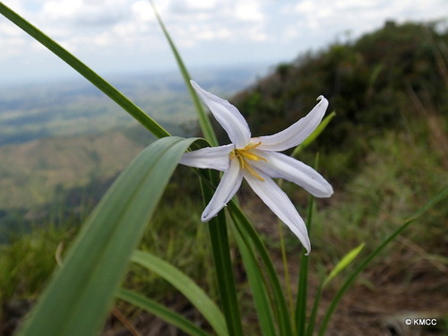 Xerophyta dasylirioides image