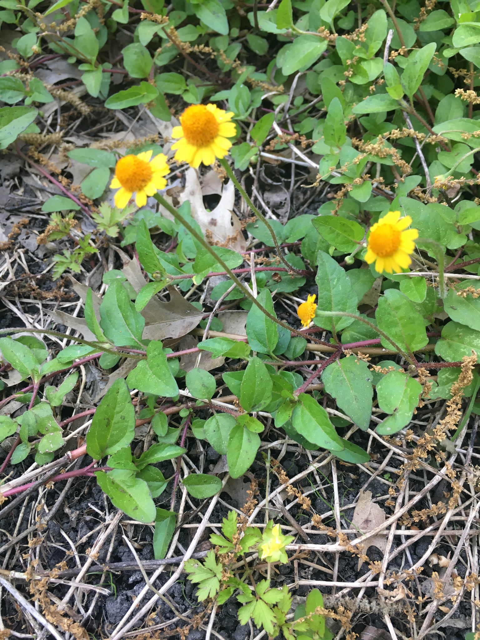 Acmella oppositifolia
