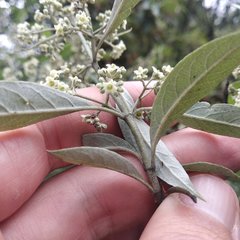 Buddleja parviflora