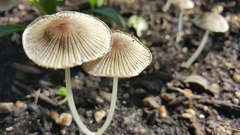 Coprinellus velatopruinatus