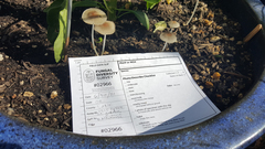 Coprinellus velatopruinatus