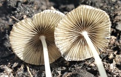 Coprinellus velatopruinatus