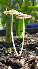 Coprinellus velatopruinatus