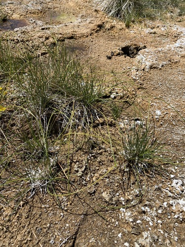 Image of Eleocharis rostellata by (c) Matt Berger, some rights reserved (CC BY)