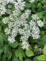 Aegopodium podagraria