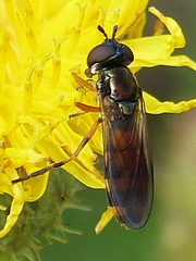 Pyrophaena granditarsis