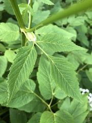 Aegopodium podagraria