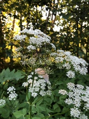 Aegopodium podagraria