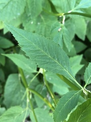 Aegopodium podagraria