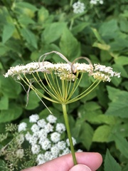 Aegopodium podagraria