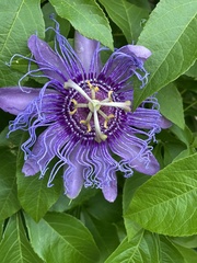 Passiflora