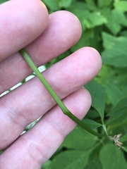 Aegopodium podagraria