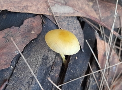 Pluteus hubregtseorum
