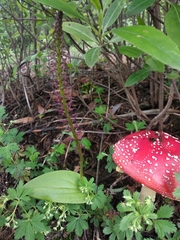 Tamayorkis ehrenbergii