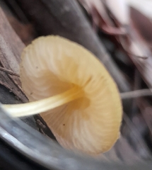 Pluteus hubregtseorum