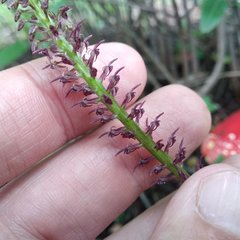 Tamayorkis ehrenbergii