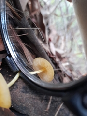 Pluteus hubregtseorum