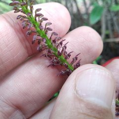 Tamayorkis ehrenbergii