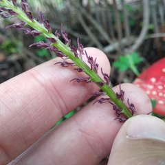 Tamayorkis ehrenbergii