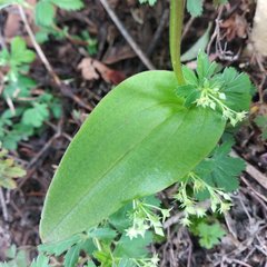 Tamayorkis ehrenbergii