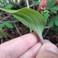 Tamayorkis ehrenbergii