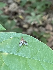 Chrysopilus quadratus