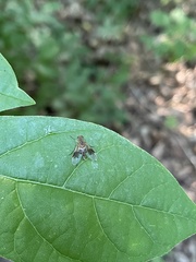 Chrysopilus quadratus
