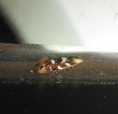 Bucculatrix canadensisella