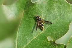 Ancistrocerus lutonidus