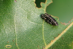 Agrilus obsoletoguttatus