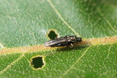 Agrilus obsoletoguttatus