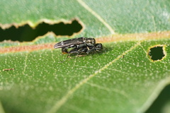 Agrilus obsoletoguttatus