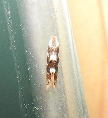 Bucculatrix canadensisella