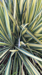 Yucca