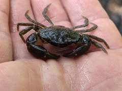 Carcinus