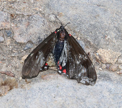 Dysschema leucophaea