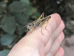 Camnula pellucida