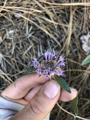 Monardella odoratissima glauca