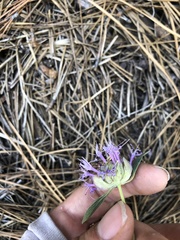 Monardella odoratissima glauca