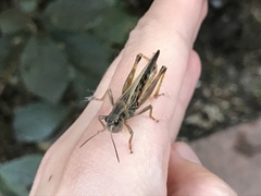 Camnula pellucida