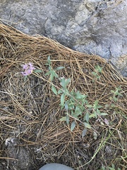 Monardella odoratissima glauca