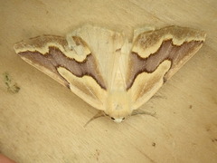 Sabulodes edwardsata