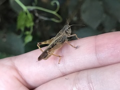 Camnula pellucida