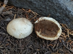 Handkea fumosa