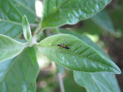 Neocompsa tenuissima