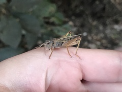 Camnula pellucida
