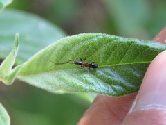 Neocompsa tenuissima