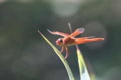 Libellula saturata